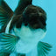 Panda Oranda Male 3-3.5 inches #1004OR_32