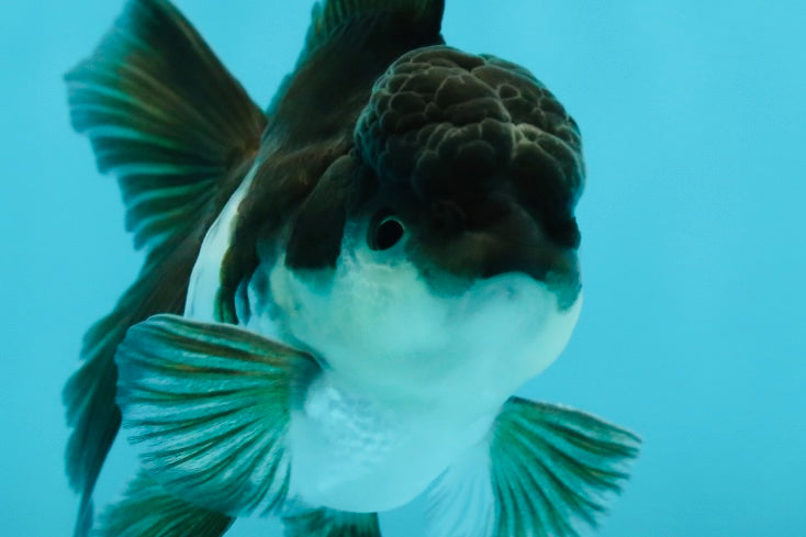 Panda Oranda Male 3-3.5 inches #1004OR_32