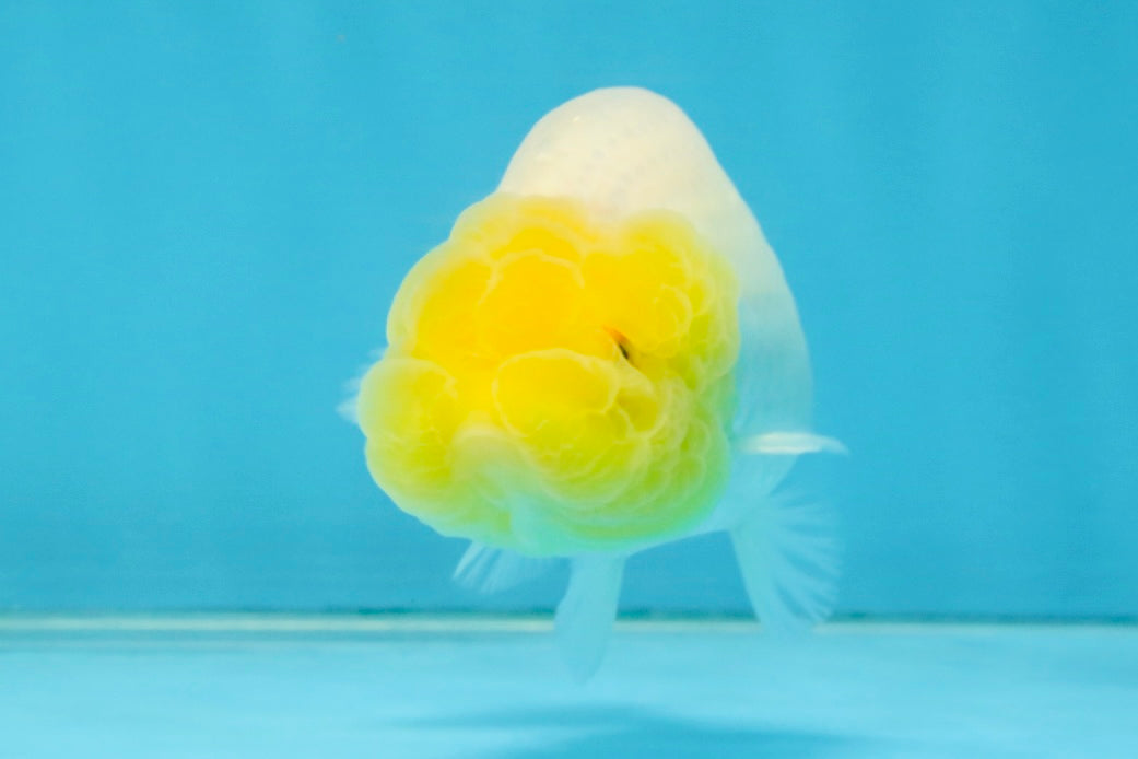 White Lionchu Female 3.5 inches #121225LC_13