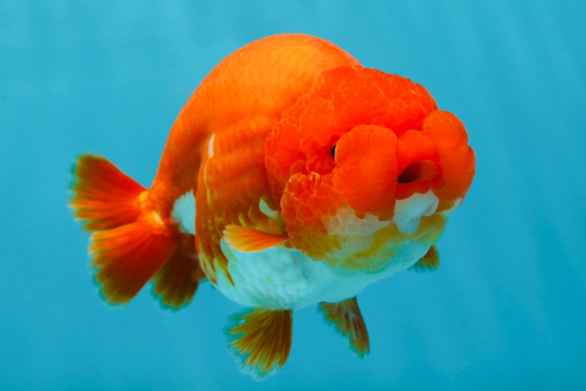 AAA Grade Cherry Red White LionQueen 5 inches #050925LC_16