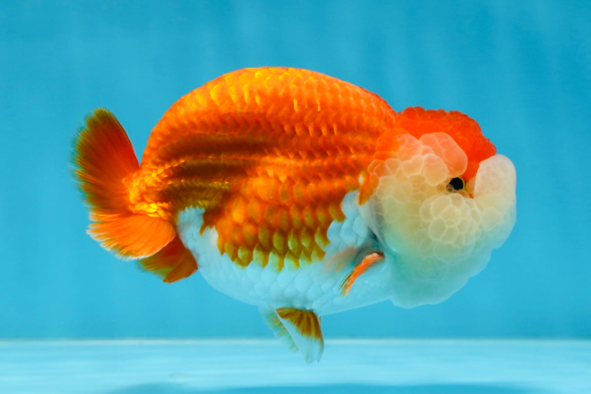 A Grade Royal Candy Chunk Red White LionKing 4-4.5 inches #062025LC_05