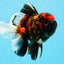 AAA Grade Special Tiger Oranda Male 6-6.5 inches #0913OR_20