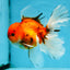 A Grade Sakura Oranda Male 6 inches #110725OR_04