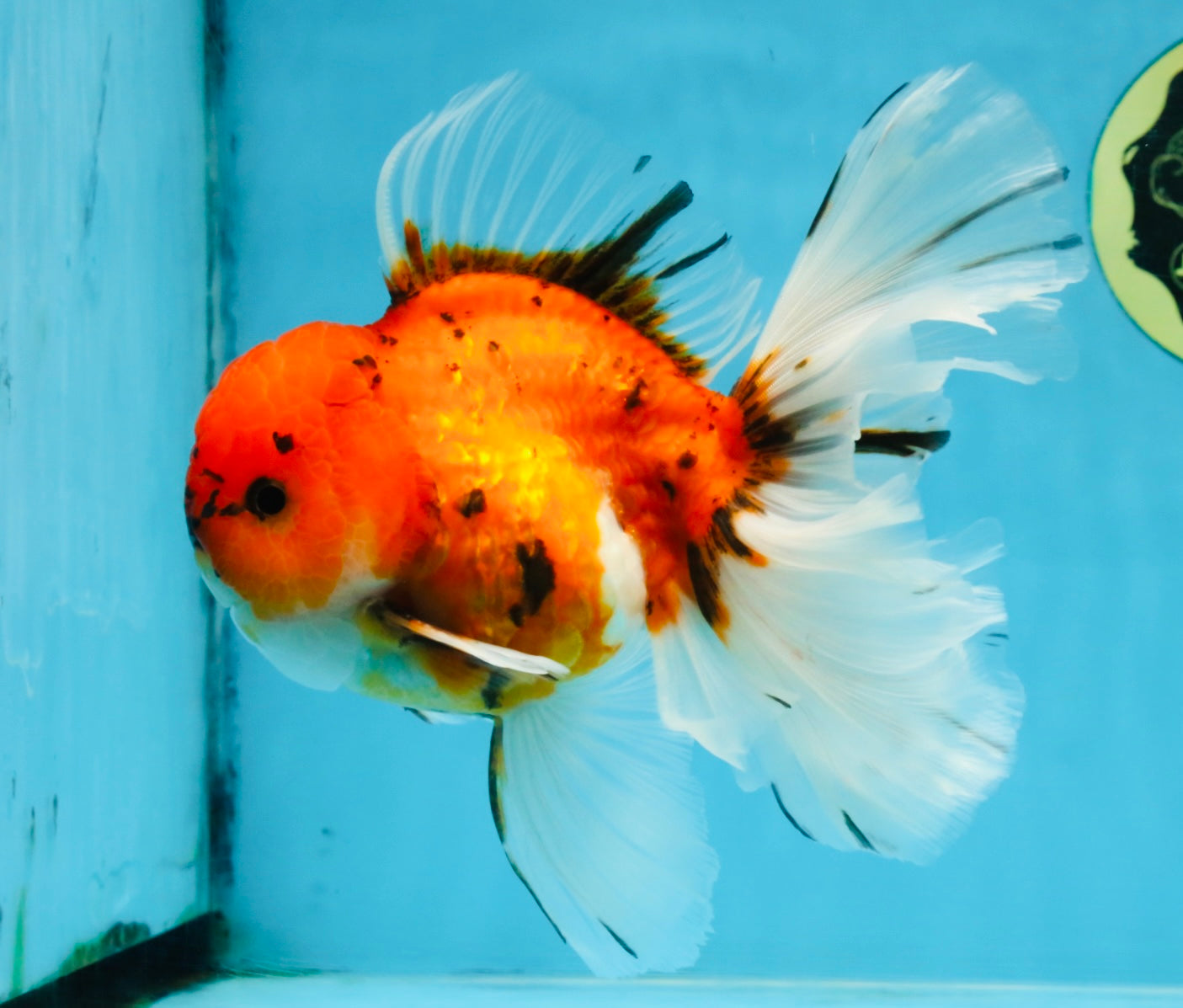 A Grade Sakura Oranda Male 6 inches #110725OR_04