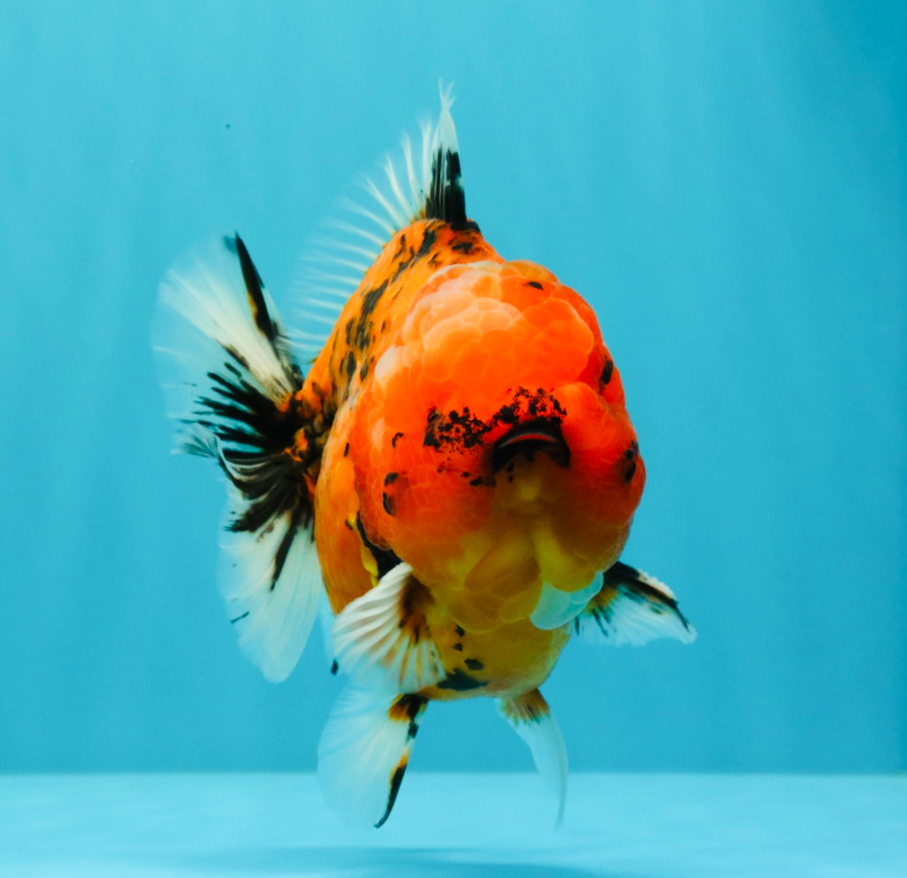 AAA Grade Godzilla Tiger Yuanbao Male 5-5.5  inches #031326YB_21