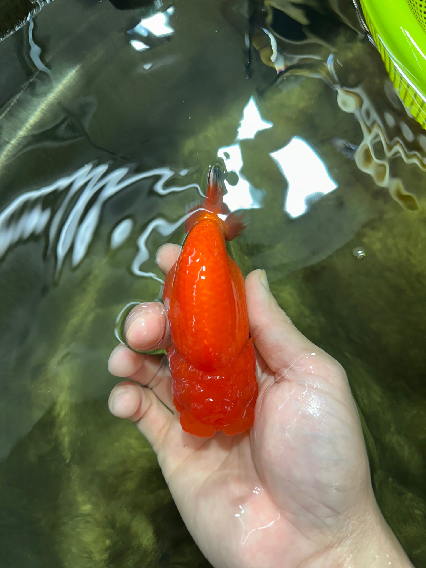 A Grade Red White LionQueen 4-4.5 inches #053025LC_06