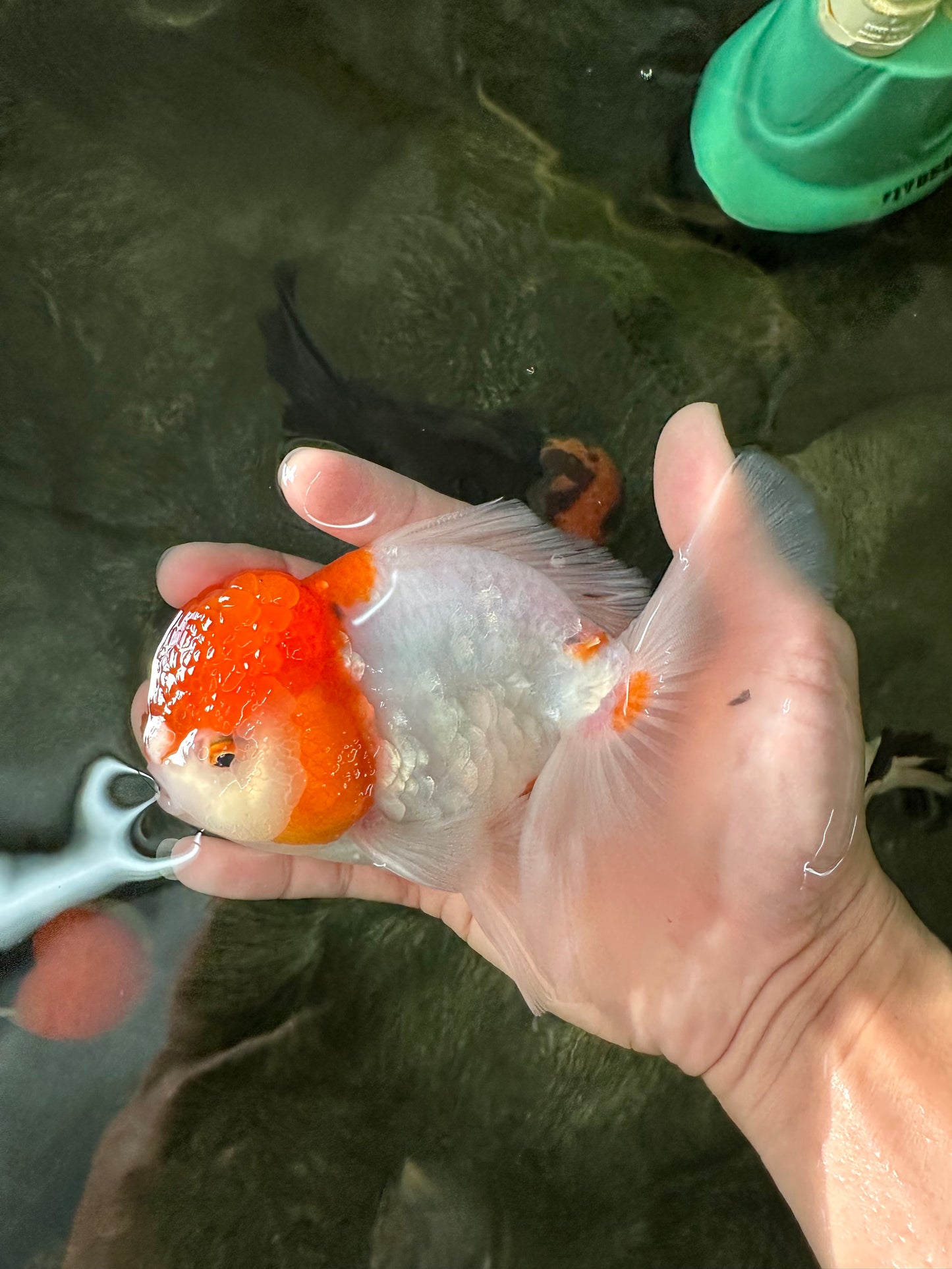 Sakura Oranda Male 5.5 inches #110124OR_13