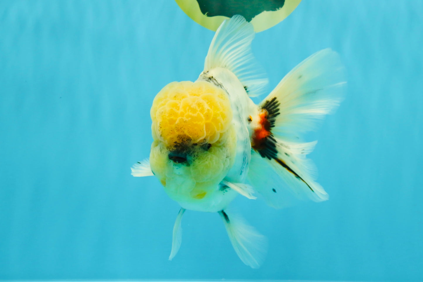 AAA Grade Godzilla White Tiger Oranda Male 6.5 inches #022726OR_10