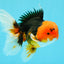 A Grade Red Head Tricolor Oranda Male 5-5.5 inches #031326OR_26