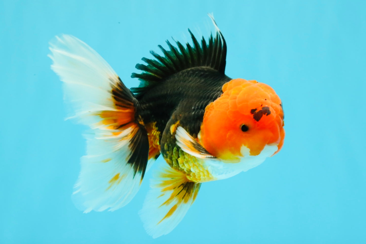 A Grade Red Head Tricolor Oranda Male 5-5.5 inches #031326OR_26