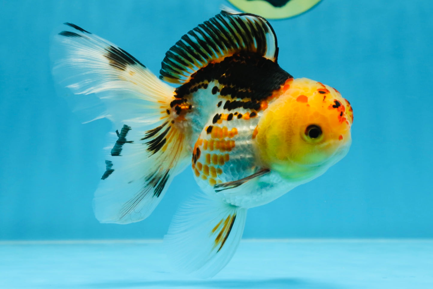 A Grade UNIQUE Tricolor Oranda Male 5.5 inches #072525OR_08