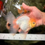 A Grade Strong Body Structure White Oranda Male 5.5-6 inches #062626OR_24