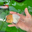 Oranda macho de cabeza de limón de grado AAA de 4,5 a 5 pulgadas n.º 0830OR_16