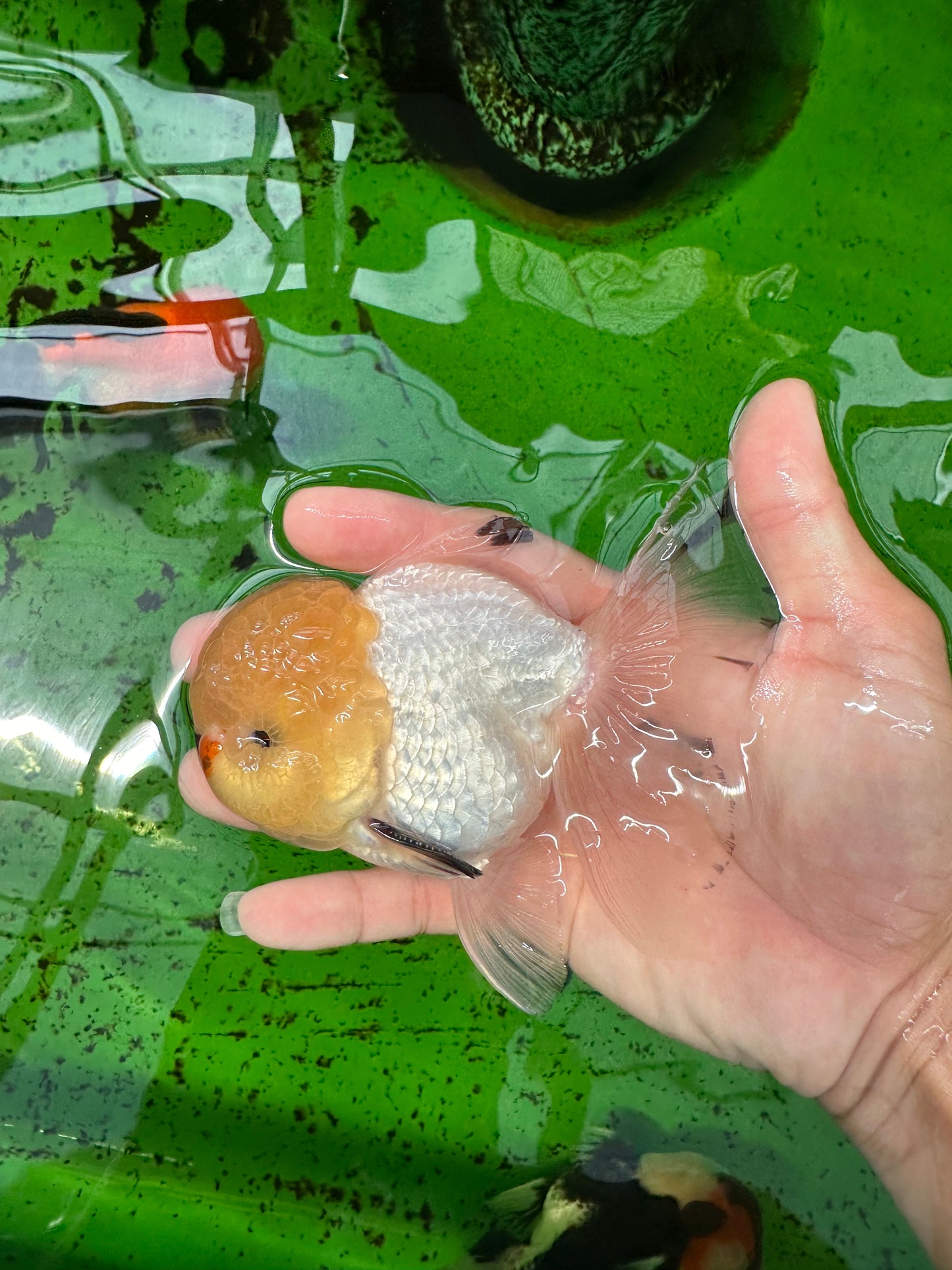 Oranda macho de cabeza de limón de grado AAA de 4,5 a 5 pulgadas n.º 0830OR_16