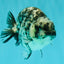 AAA Grade White Tiger Ranchu Female 4.5 inches #071726RC_09