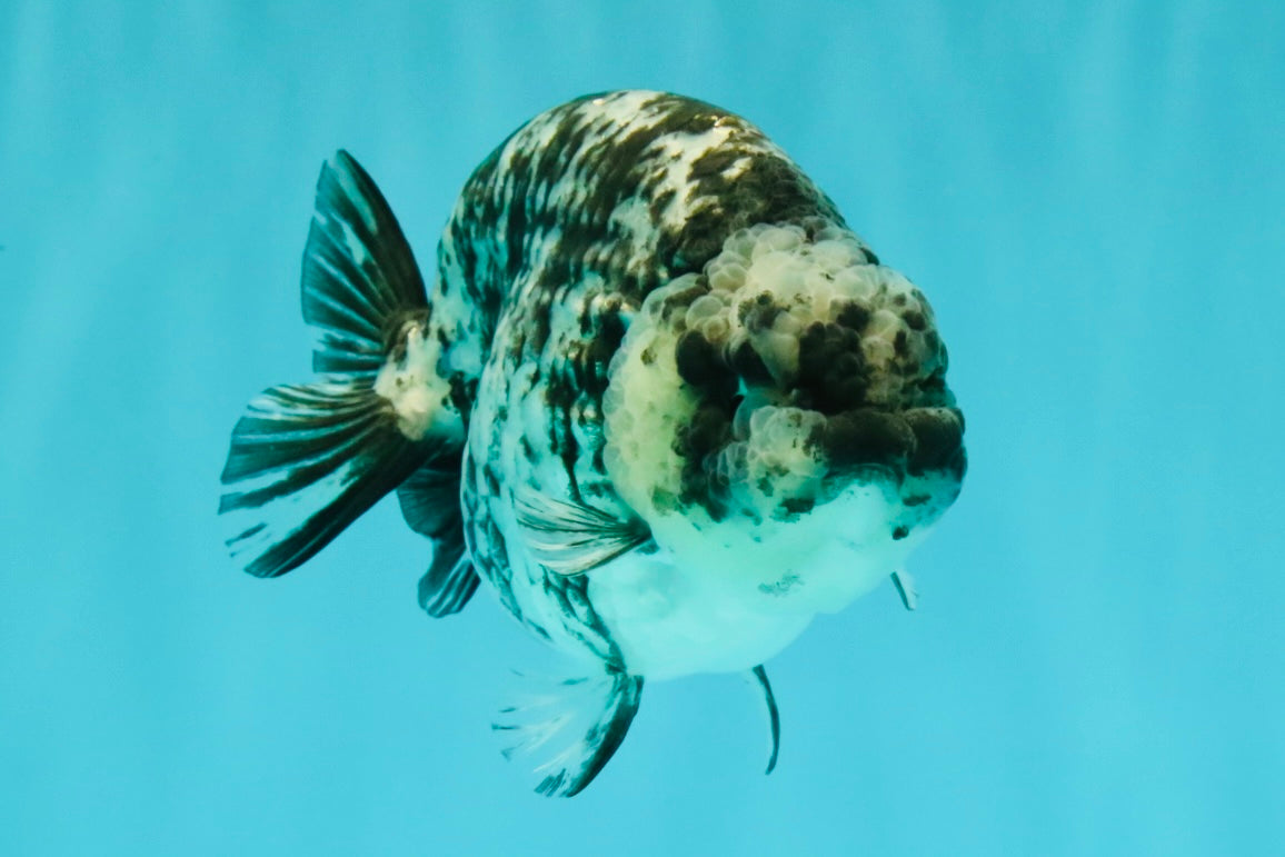 AAA Grade White Tiger Ranchu Female 4.5 inches #071726RC_09