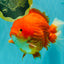 AAA Grade Strong Body Structure Red Yuanbao Male 6.5 inches #092526YB_14