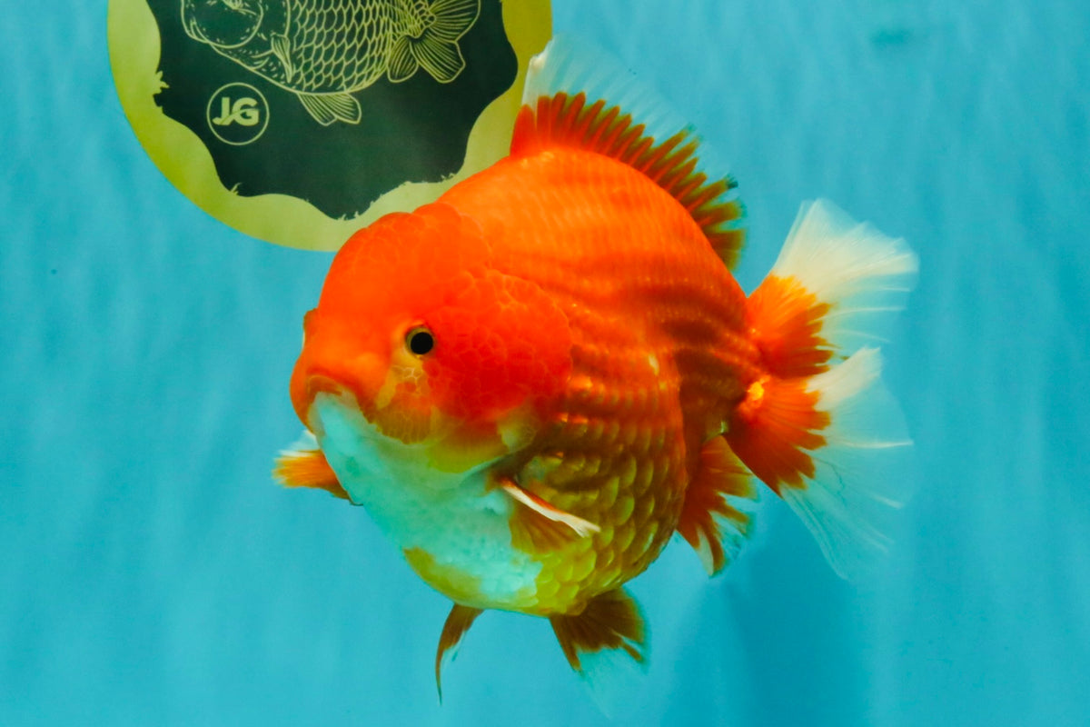 AAA Grade Strong Body Structure Red Yuanbao Male 6.5 inches #092526YB_14