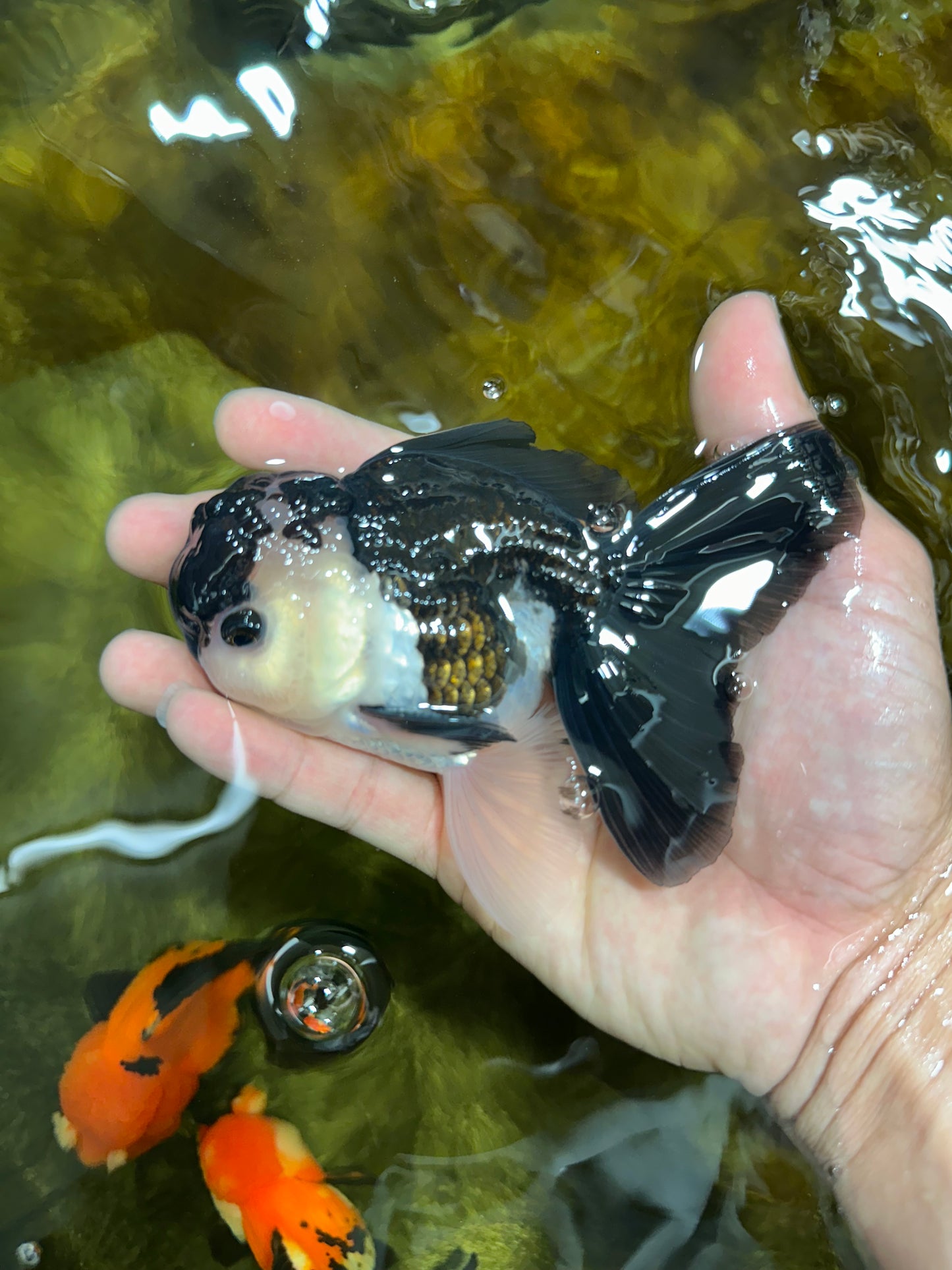 A Grade Young Panda Button W Oranda Male 4.5-5 inches #061325_06