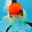 A Grade Tricolor Oranda Male 5 inches #080825OR_01