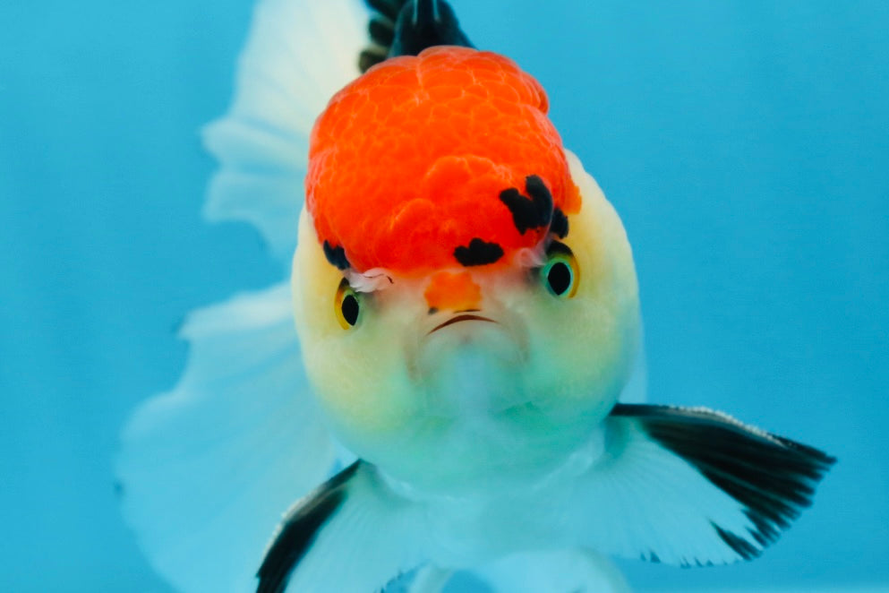 A Grade Tricolor Oranda Male 5 inches #080825OR_01