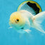 White Beauty Oranda Male 4.5-5 inches #071125OR_14
