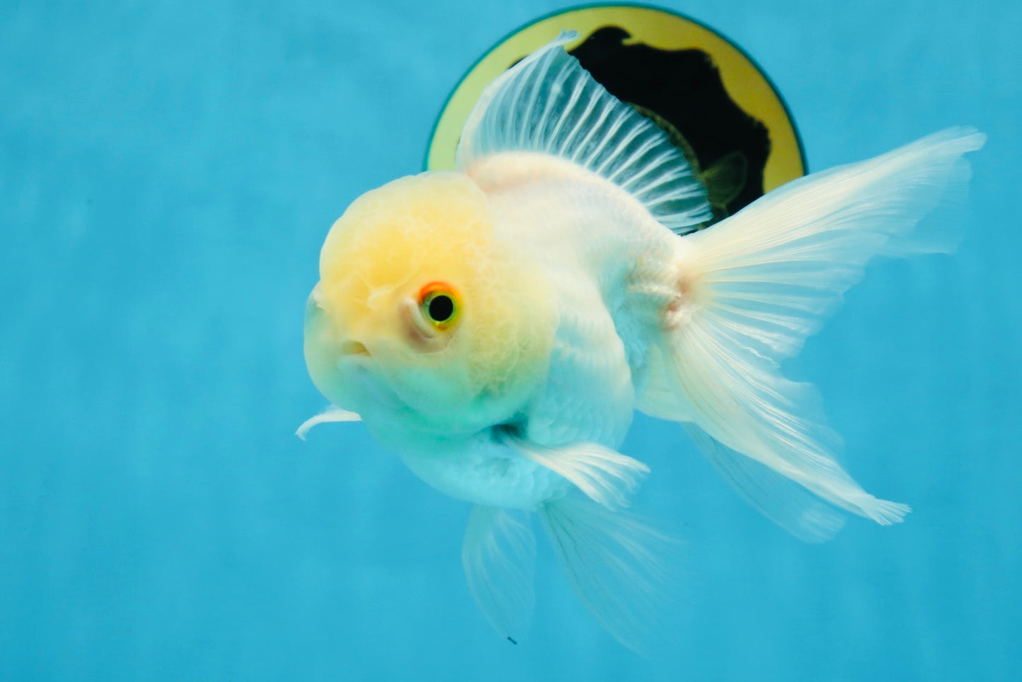 White Beauty Oranda Male 4.5-5 inches #071125OR_14