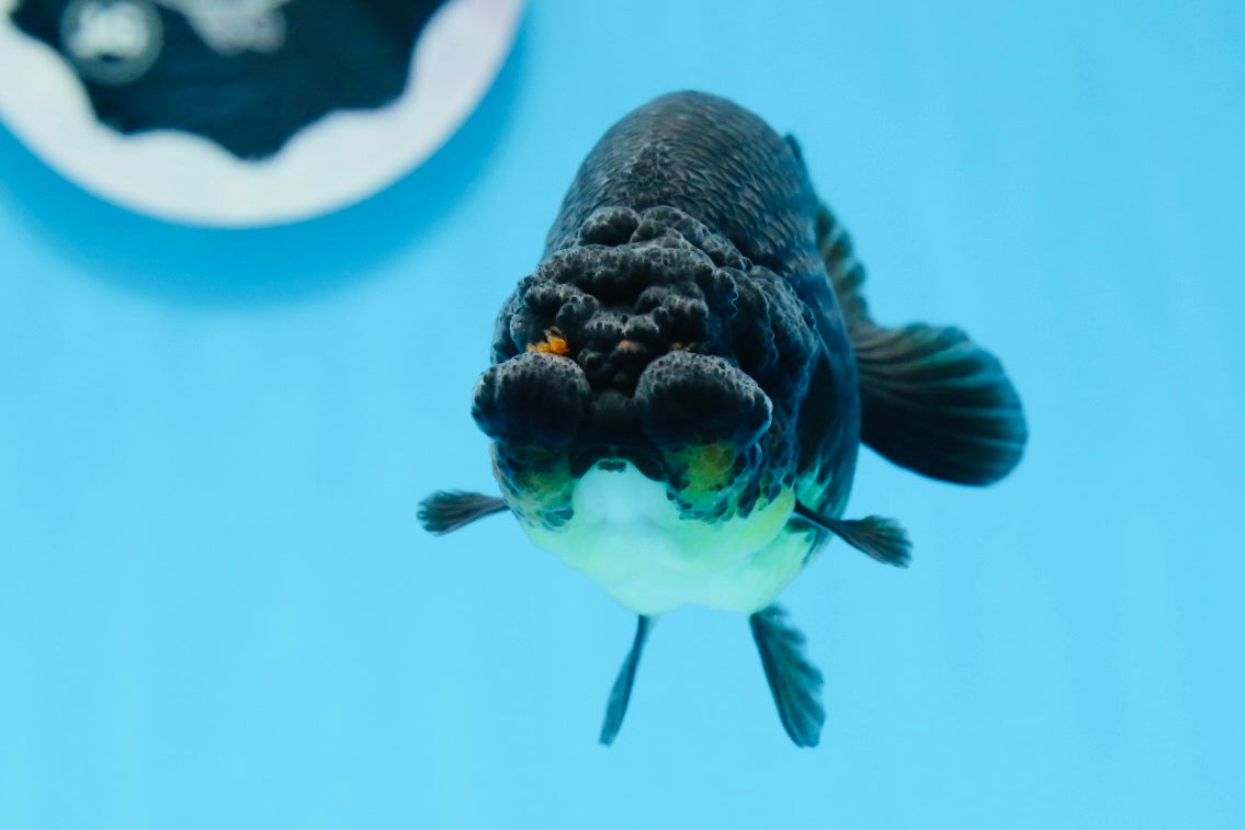 AAA Grade Black Gold Special Buffalo Ranchu 3.5-4 inches #0706RC_30