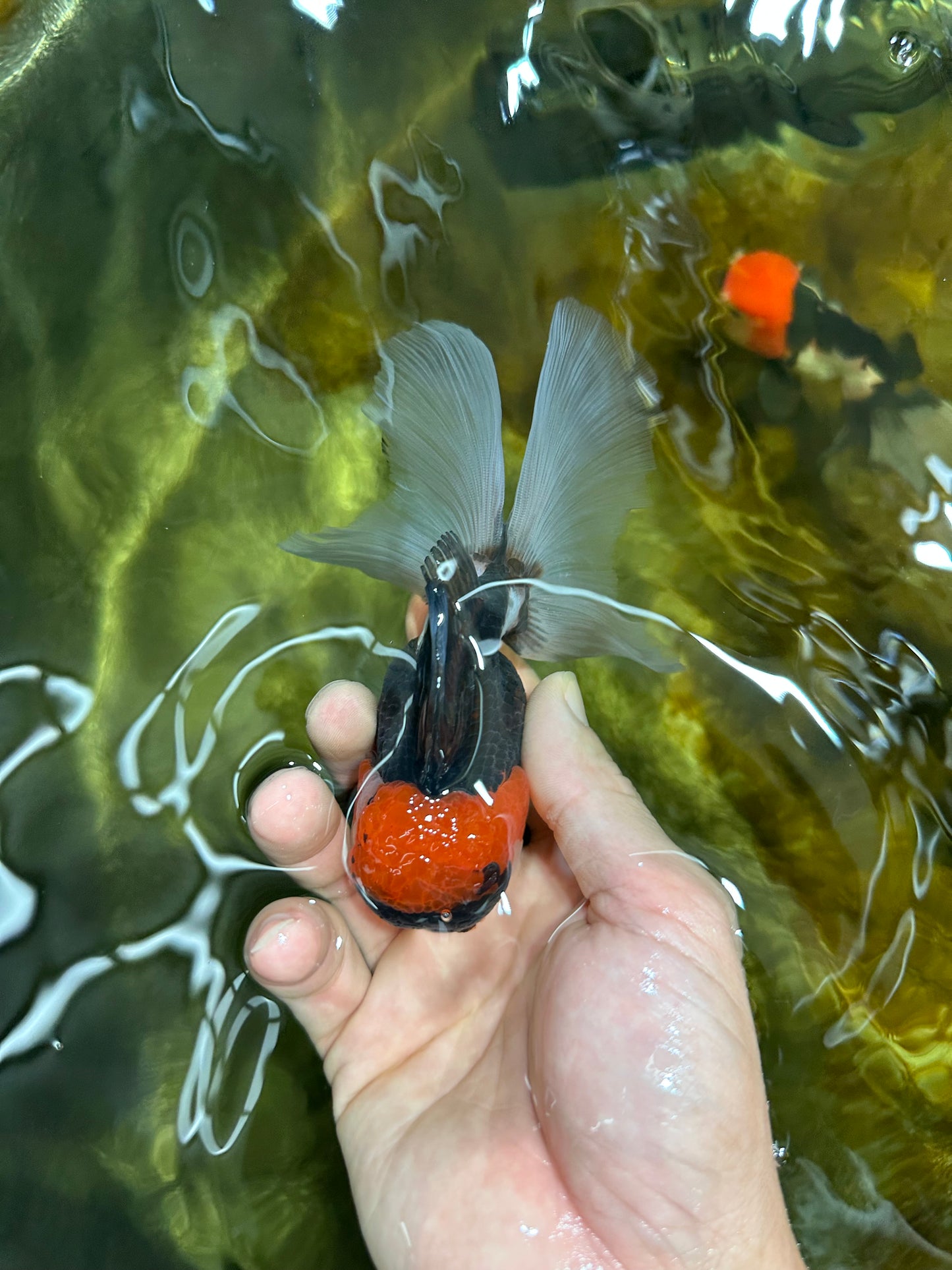 Young Tricolor Oranda Male 4.5 inches #061325_02