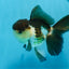 AAA Grade Panda Oranda Male 4.5-5 inches #0906OR_33