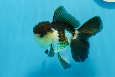 AAA Grade Panda Oranda Male 4.5-5 inches #0906OR_33