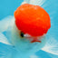 A Grade Little Tomato Cap Red Cap Oranda Male 4-4.5 inches #062025OR_18