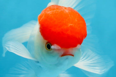 A Grade Little Tomato Cap Red Cap Oranda Male 4-4.5 inches #062025OR_18