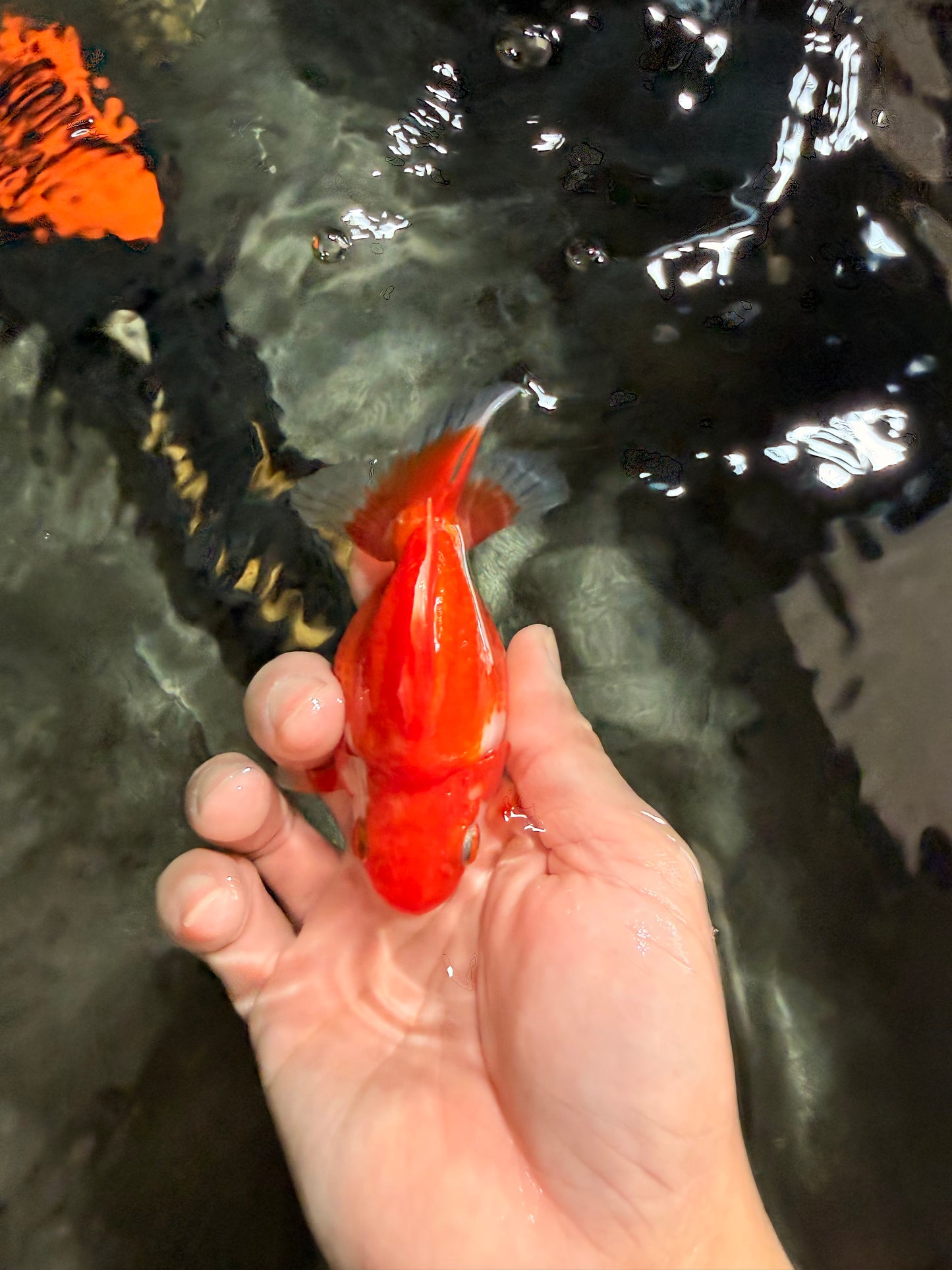 Red White Ryukin Female 4 inches #041726RK_04