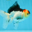 A Grade Angry Bird Tricolor Oranda Male 4.5-5 inches #053025OR_14