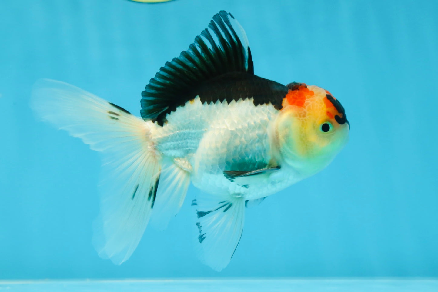 A Grade Angry Bird Tricolor Oranda Male 4.5-5 inches #053025OR_14