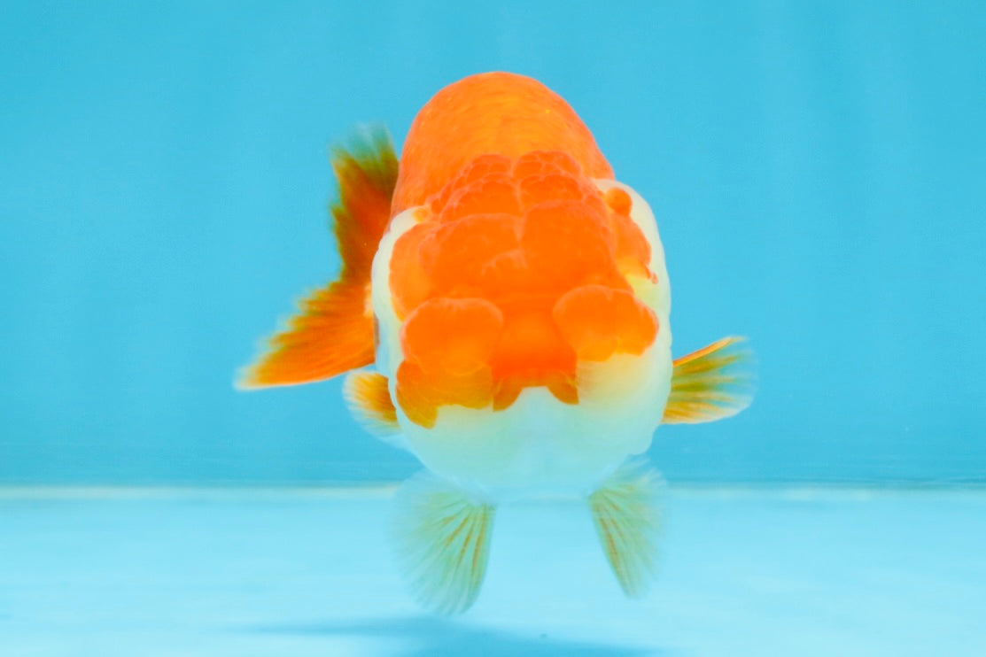 A Grade Red White LionQueen 4 inches #112125LC_06