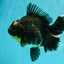 AAA Grade Jumbo Bloodline Kirin Oranda Male 7.5 inches #061926OR_05