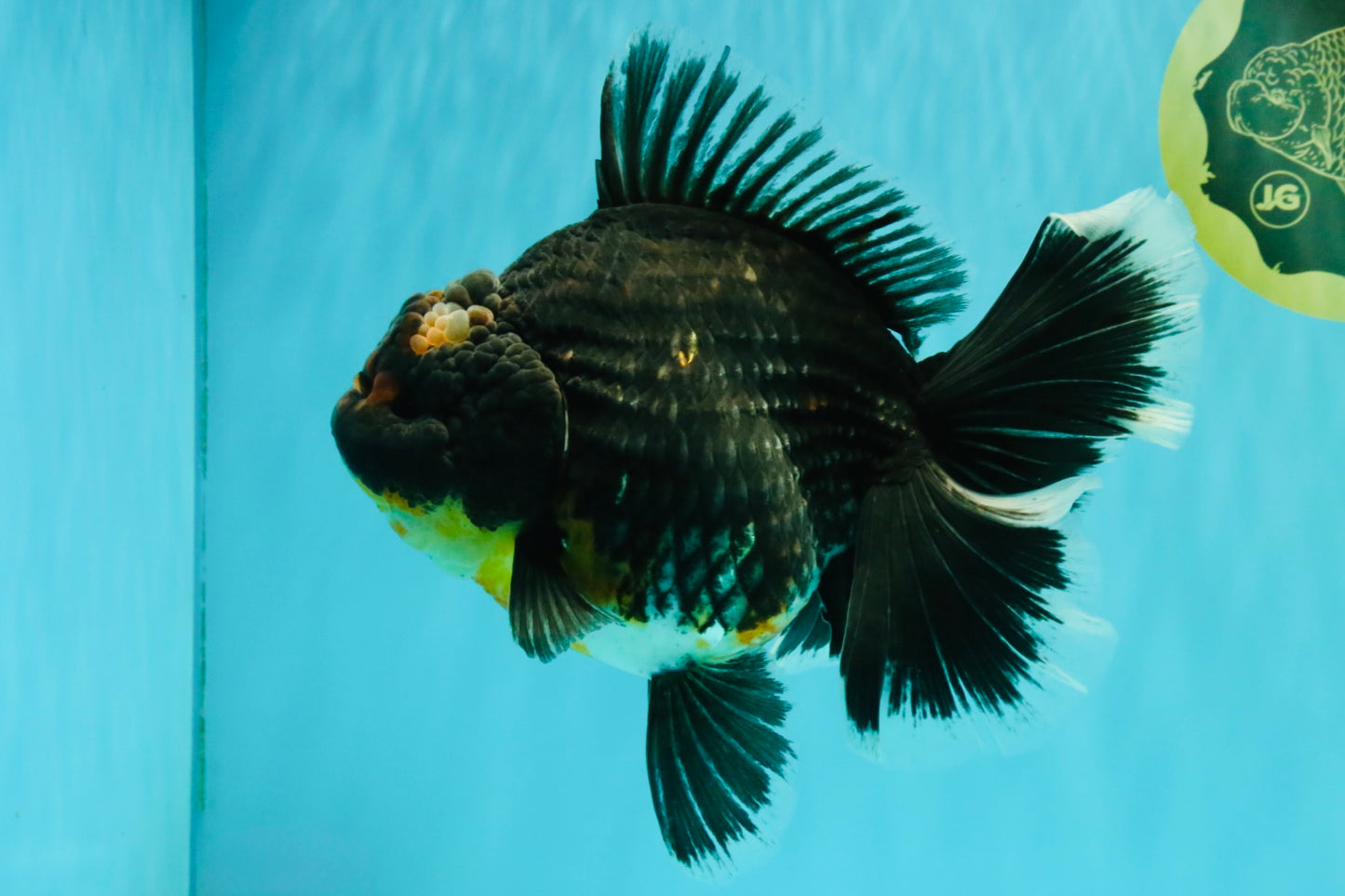 AAA Grade Jumbo Bloodline Kirin Oranda Male 7.5 inches #061926OR_05