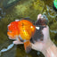A Grade Apache Oranda Male 6 inches #080125OR_06