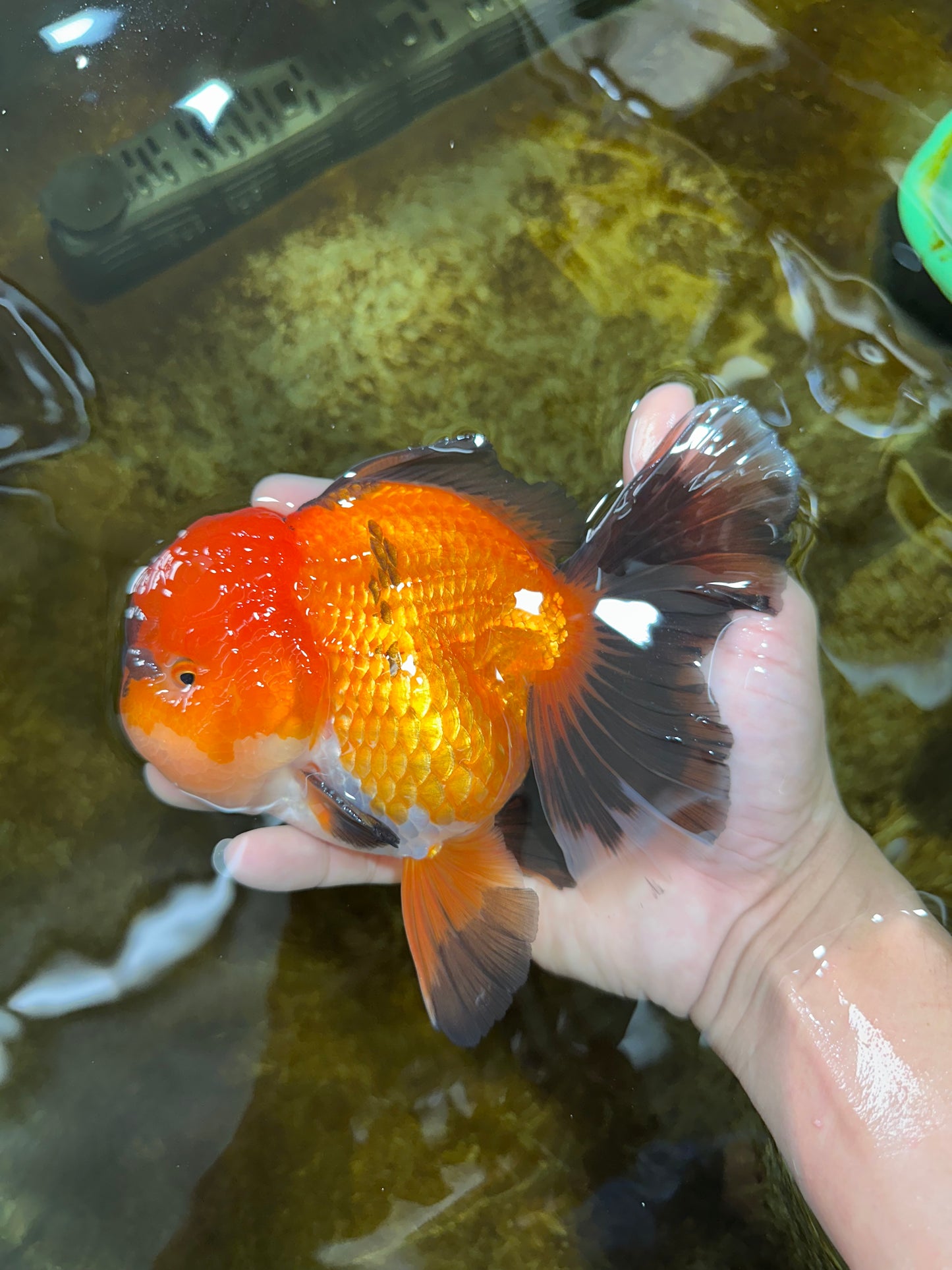 A Grade Apache Oranda Male 6 inches #080125OR_06