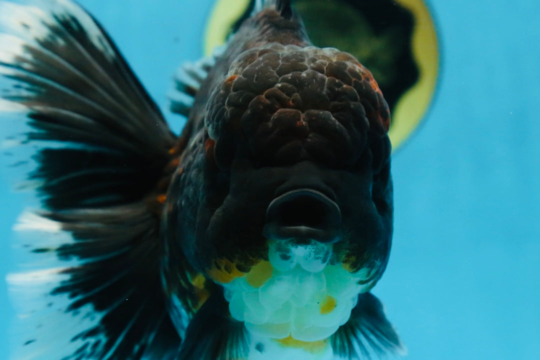 RARE AAA Grade SUPER GIANT Godzilla Kirin Oranda Female 7 inches #082225OR_07