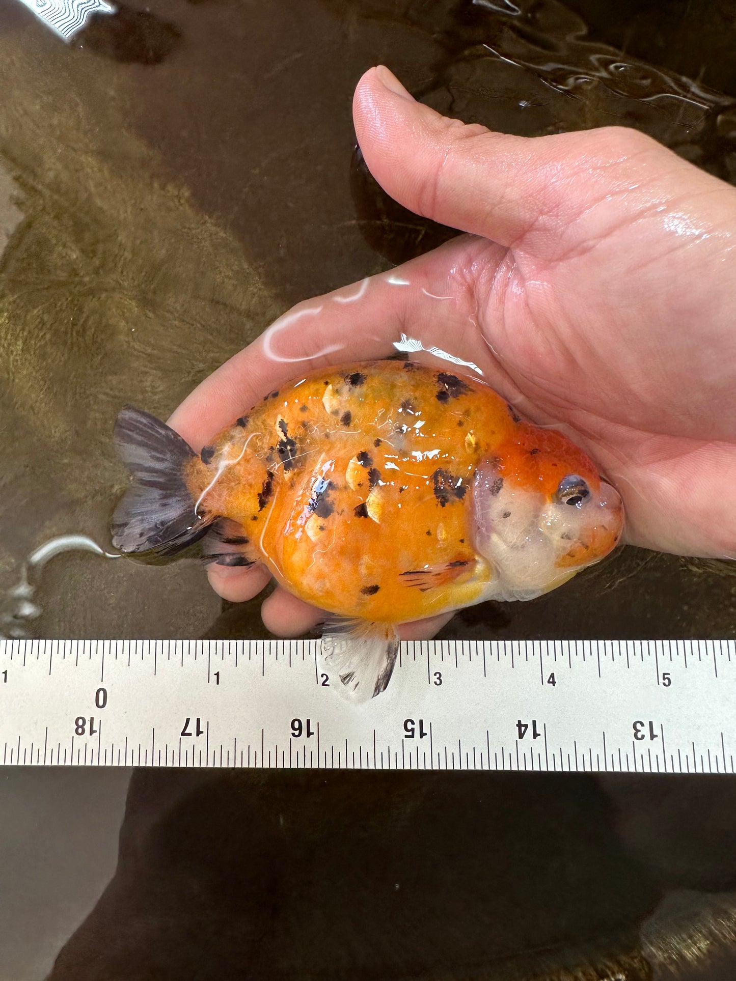 Tiger Lionchu Female 4.5 inches #062025LC_13