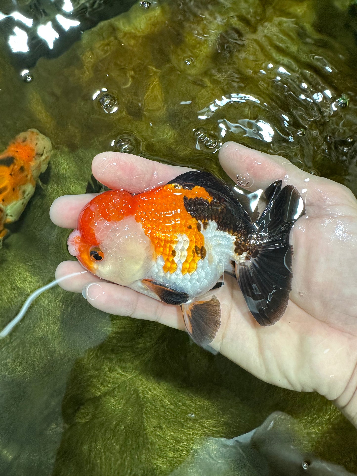 A Grade PomPom Tricolor Yuanbao Male 4-4.5 inches #060625YB_08