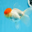 AAA Grade Red Cap Oranda Female 4.5-5 inches #0830OR_09