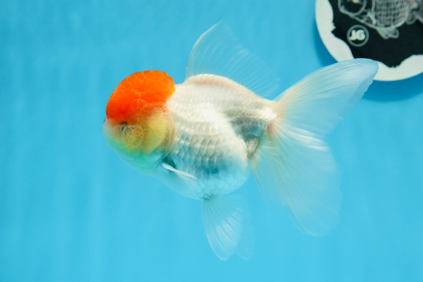 Oranda femelle à calotte rouge de catégorie AAA, 4,5 à 5 pouces #0830OR_09