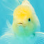 A Grade White Oranda Male 5.5-6 inches #072426OR_21