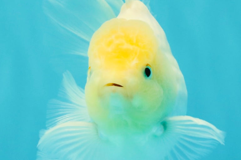 A Grade White Oranda Male 5.5-6 inches #072426OR_21