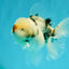 CHONKY A Grade Marble Oranda Male 5 inches #050126OR_07