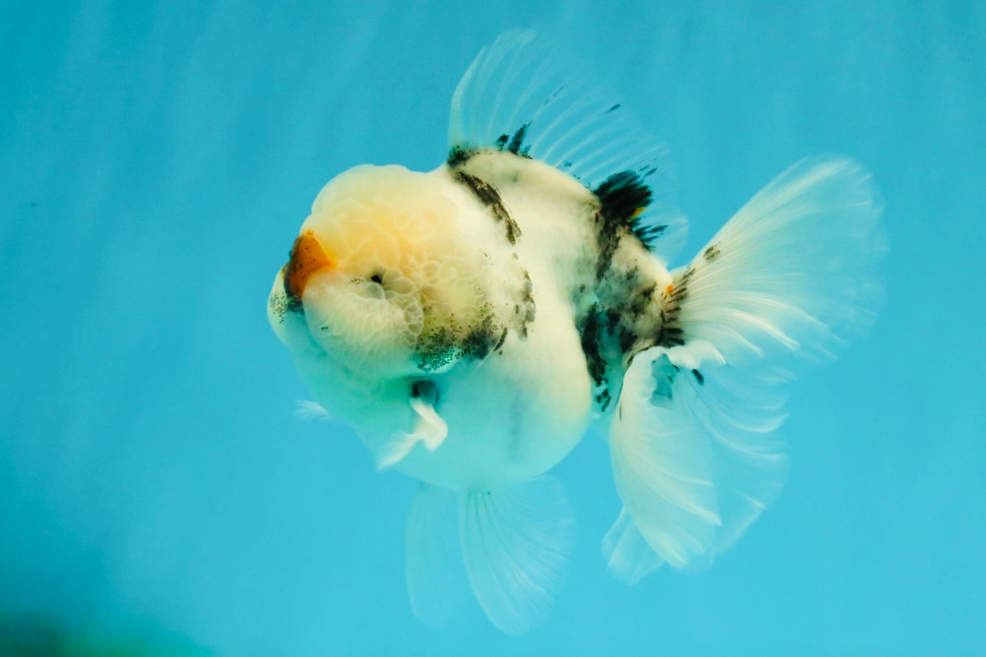 CHONKY A Grade Marble Oranda Male 5 inches #050126OR_07
